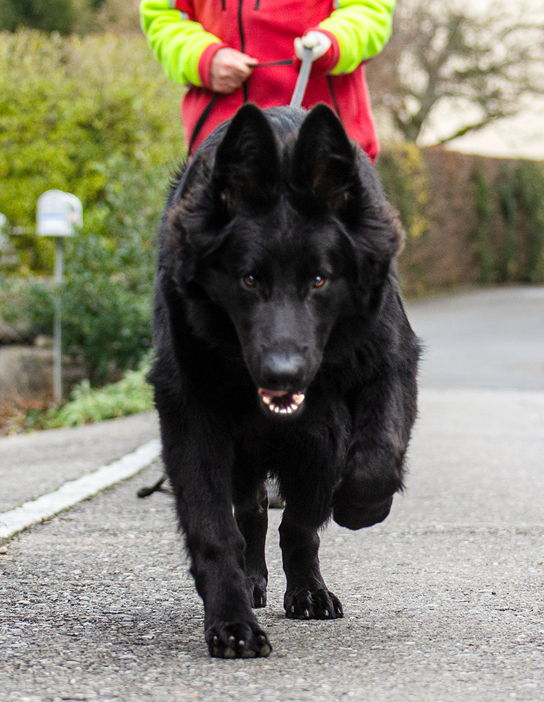 Syd auf eine Trail (im Alter von 6 Monate)